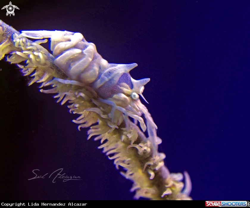 A Zanzibar  whip coral shrimp 