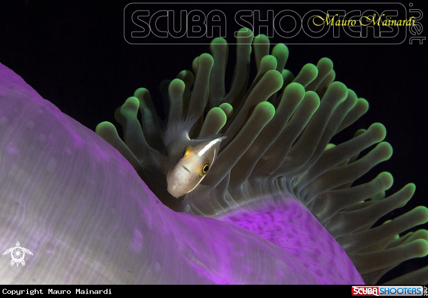 A Anemone and clownfish