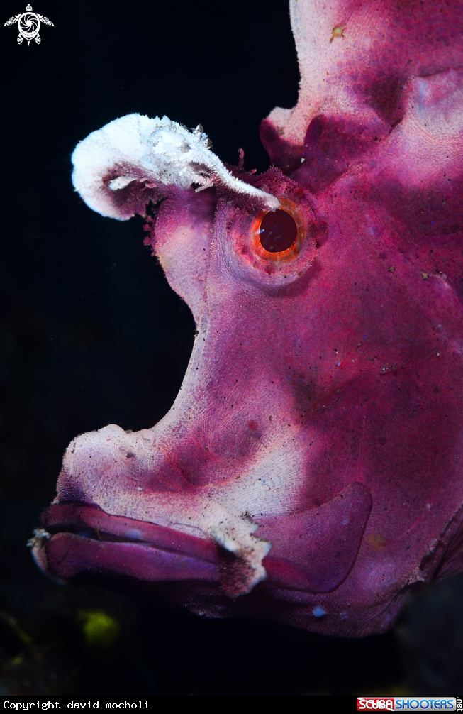 A rhinophias