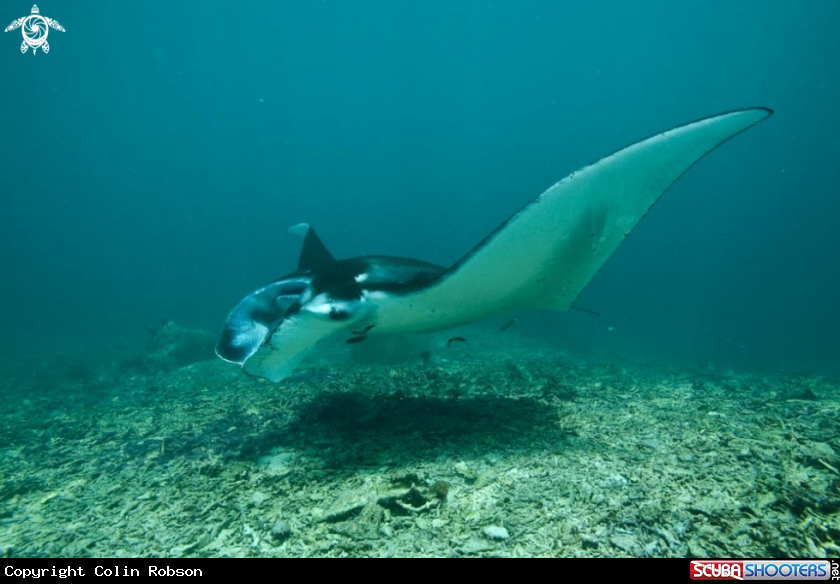 A manta ray