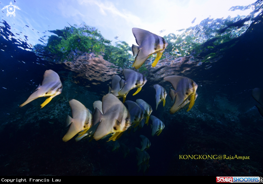 A BATFISH