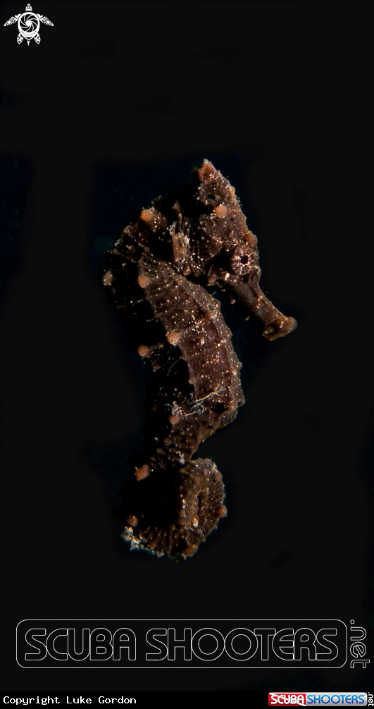 A Common Seahorse