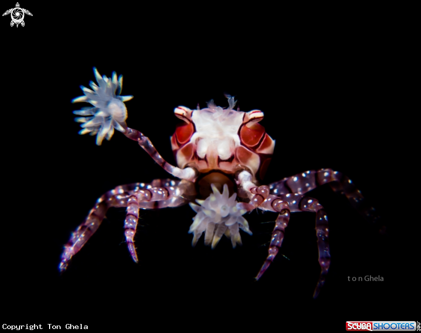 A Pom-Pom Crab