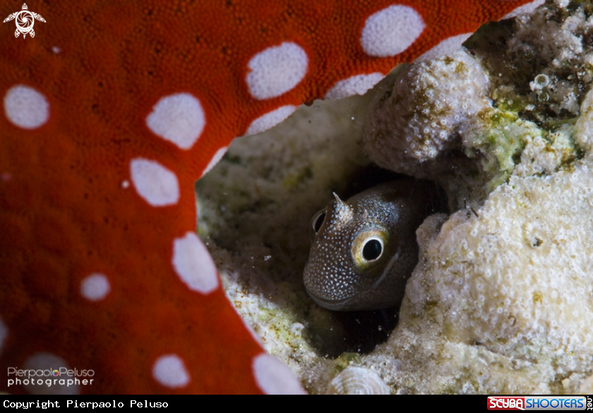 A Star and Goby