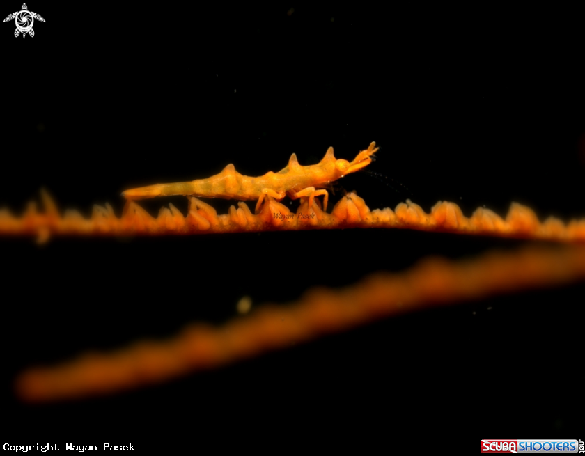 A Dragon shrimp