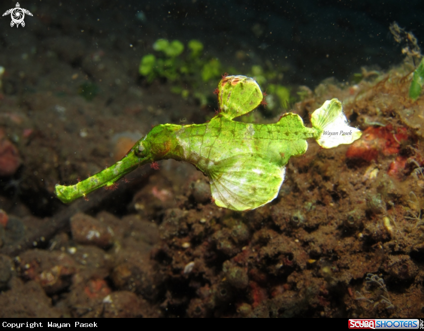 A Halimeda ghost pipefish
