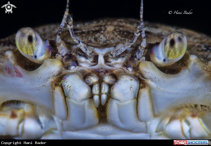 A Blue Swimmer Crab
