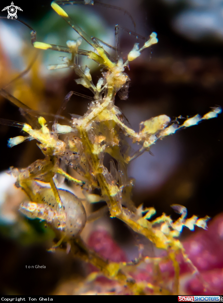 A Pregnant Skeleton Shrimp