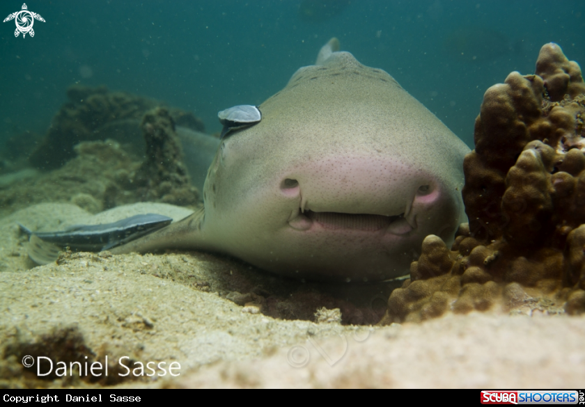A Zebra Shark