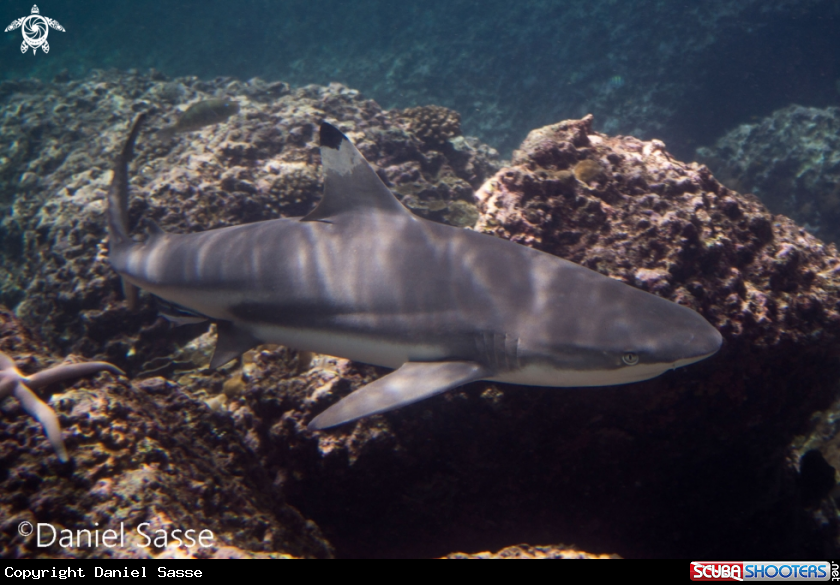 A Black tip reef shark