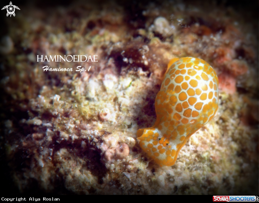 A Haminoea sp. 1.