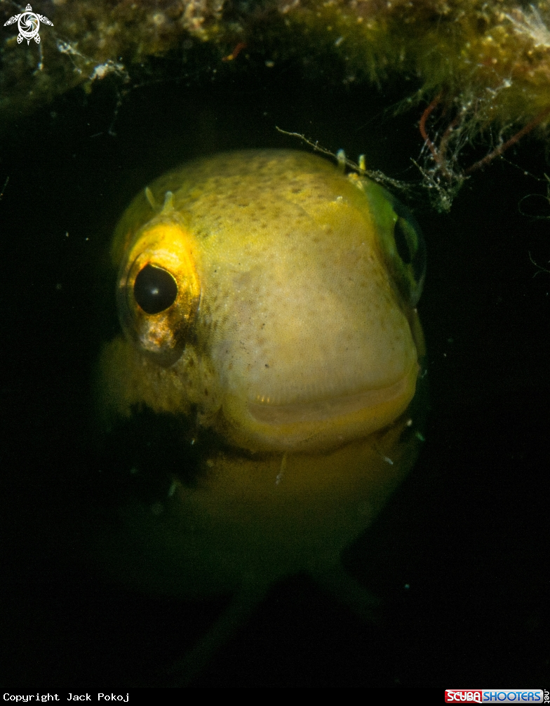 A Blenny