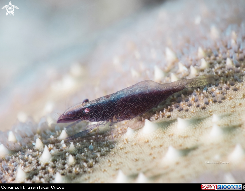 A Starfish Shrimp