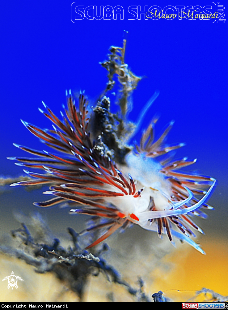 A Nudibranch