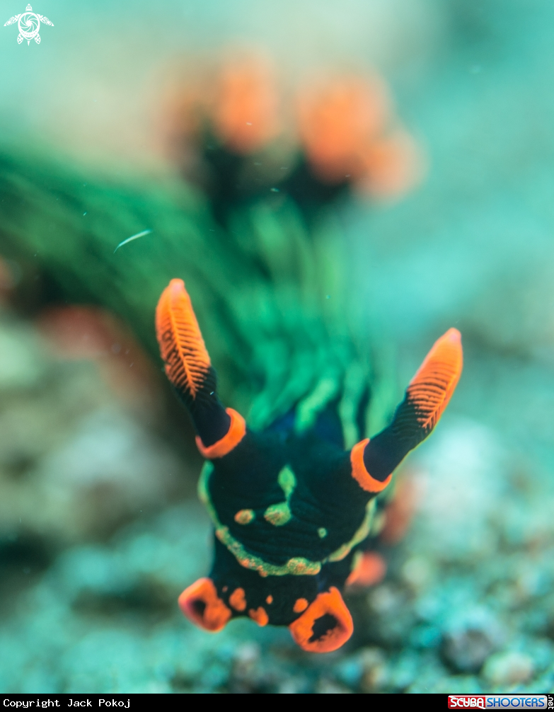 A Nembrotha kubaryana