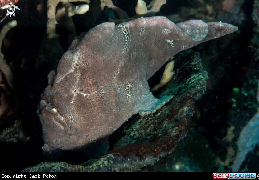 A Giant frogfish