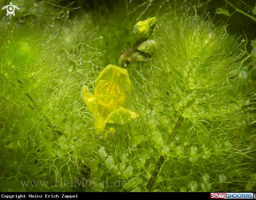 A Verkannter Wasserschlauch (Utricularia australis),