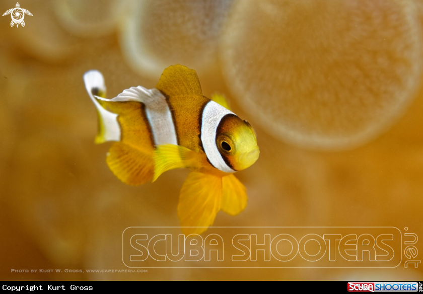 A Nemo