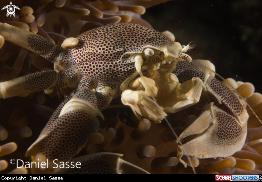 A Porcelain Anemone Crab