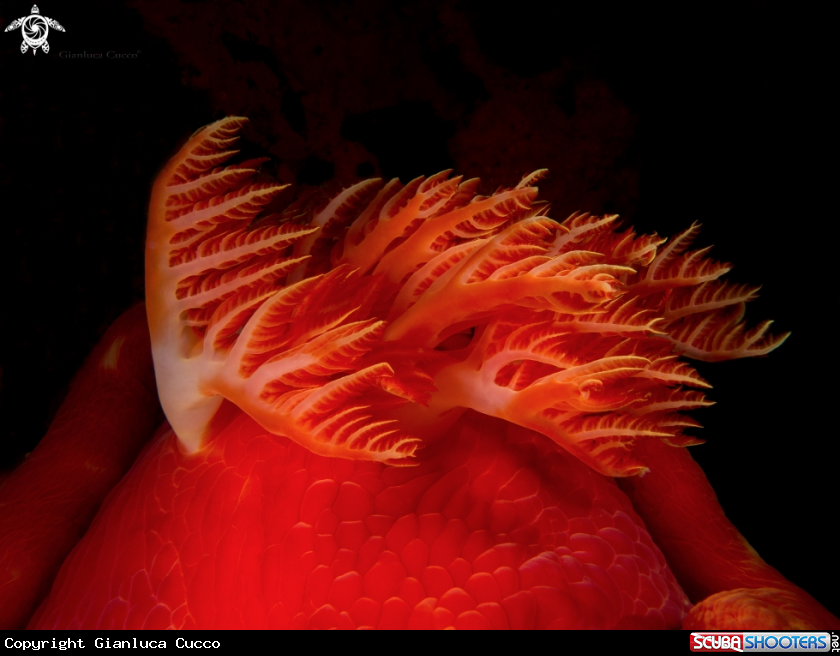 A  Spanish dancer,Ballerina Spagnola.