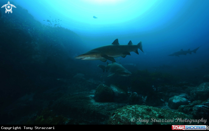 A Grey Nurse Shark