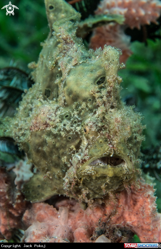 A Painted frogfish