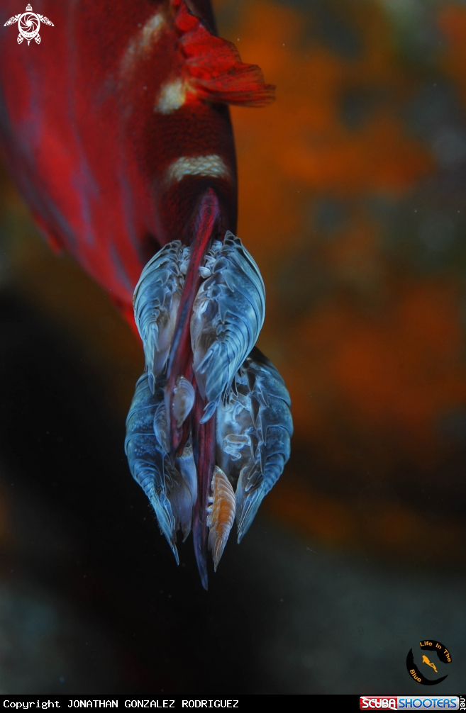 A piojo 
