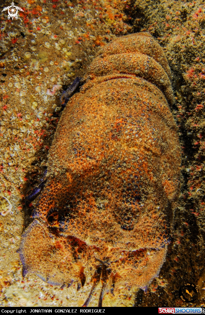 A langosta canaria 