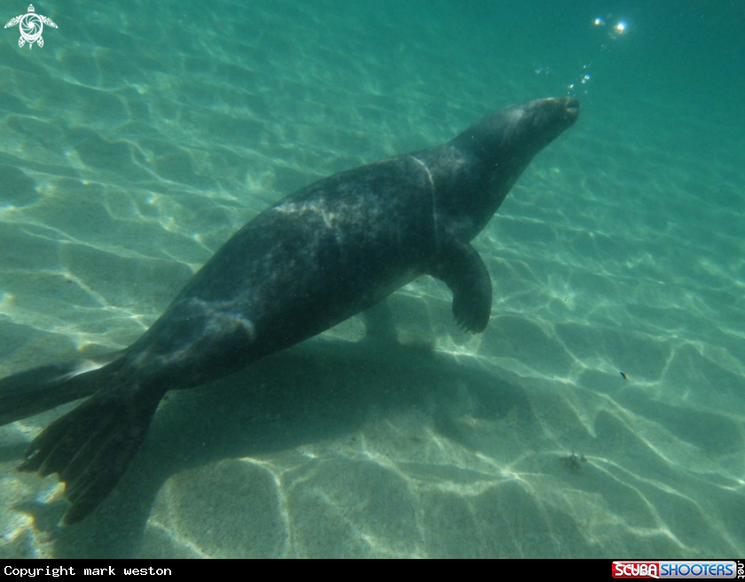 A Common seal