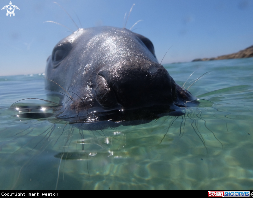 A Common seal