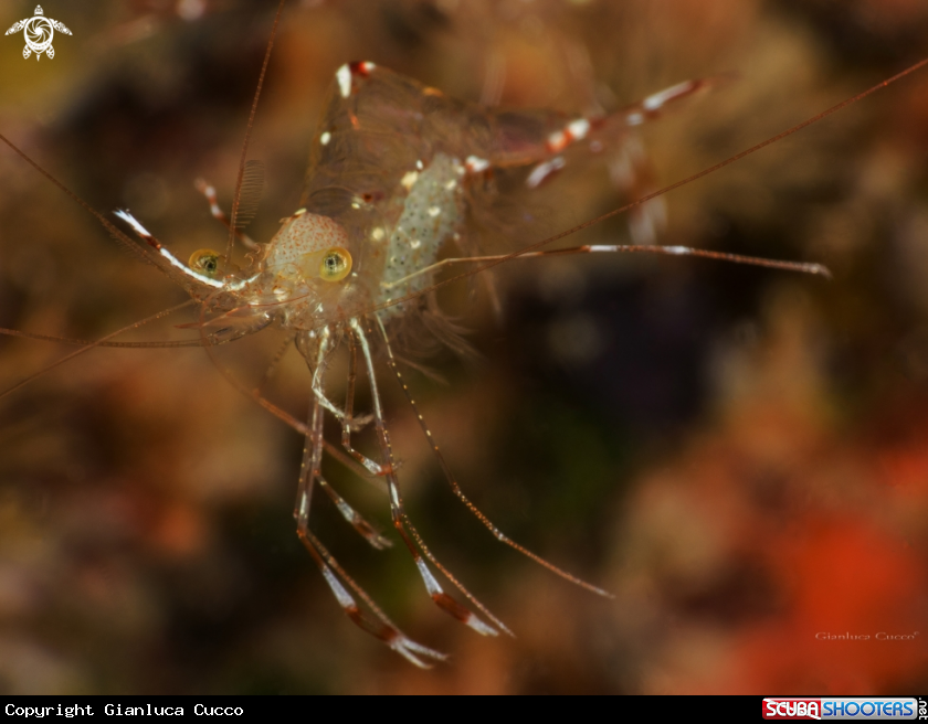 A Bruun's Cleaning Partner Shrimp