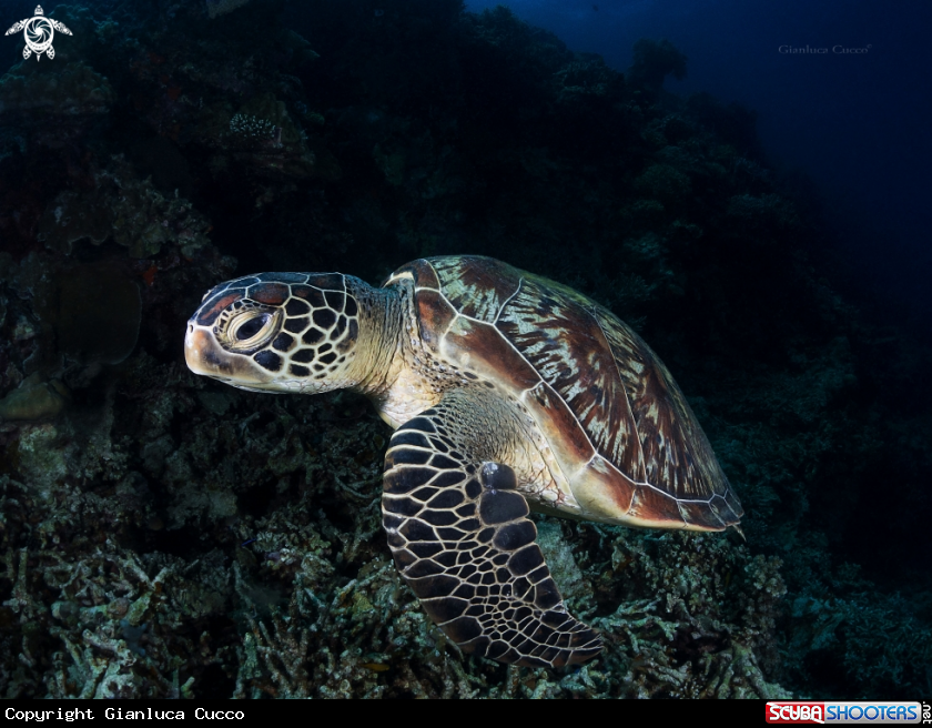 A Green Turtle
