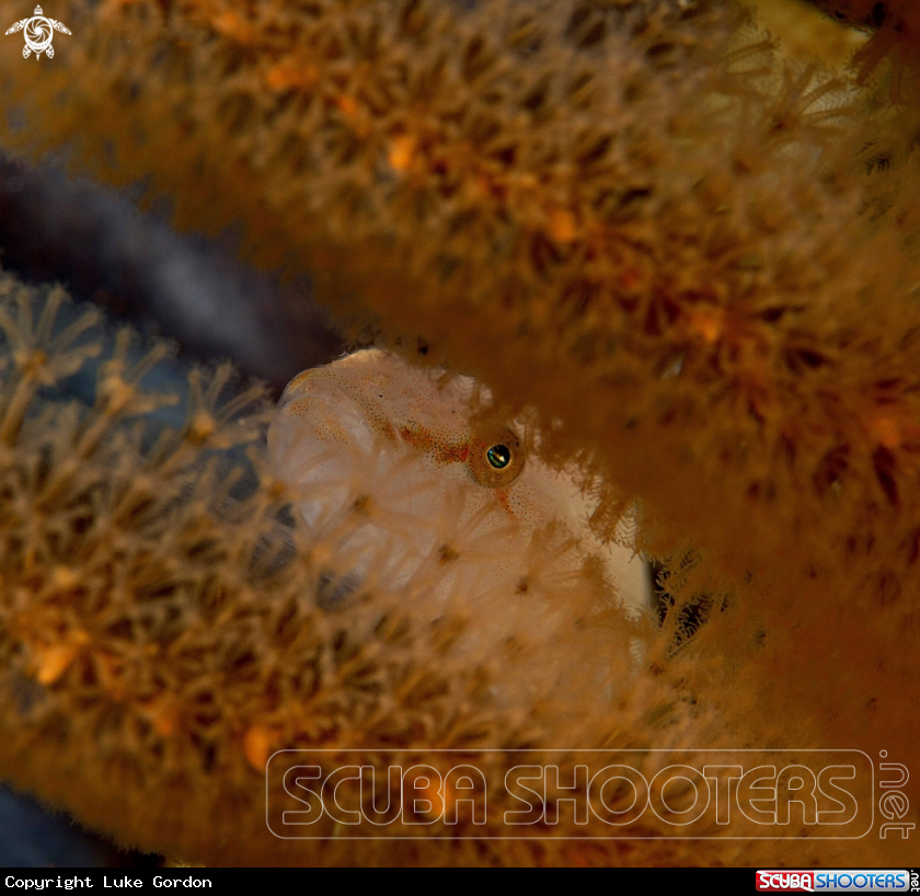 A Sea Pen Goby