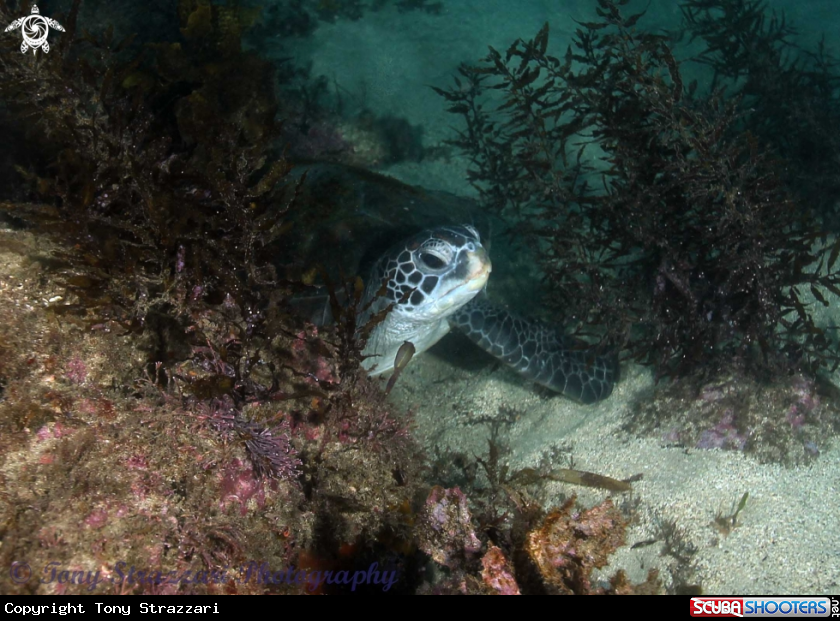 A Green Turtle