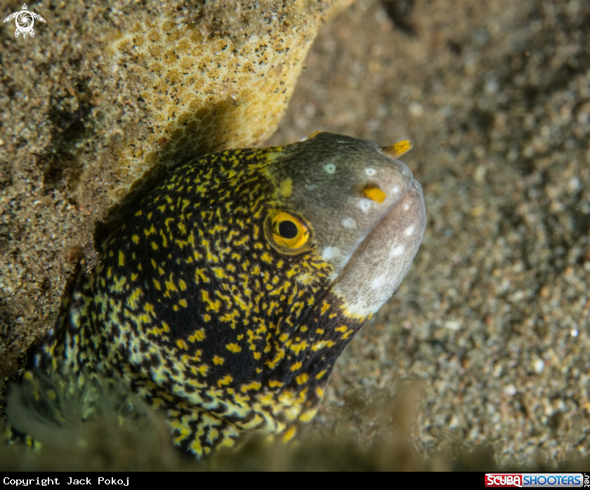 A Snowflake moray eel