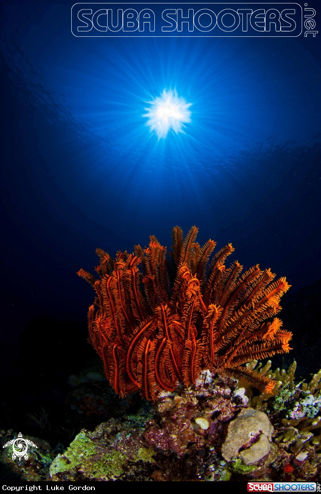 A Crinoid and Sunburst