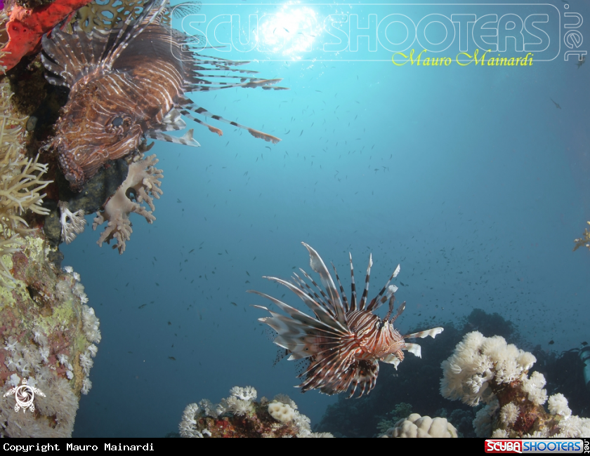 A Lionfish