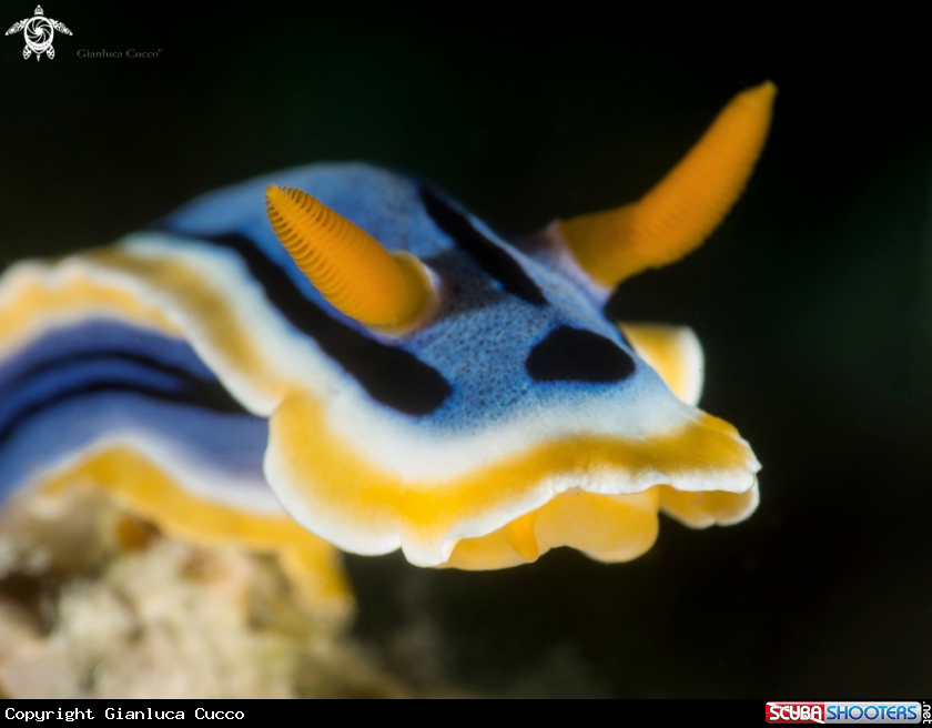 A Nudibranch