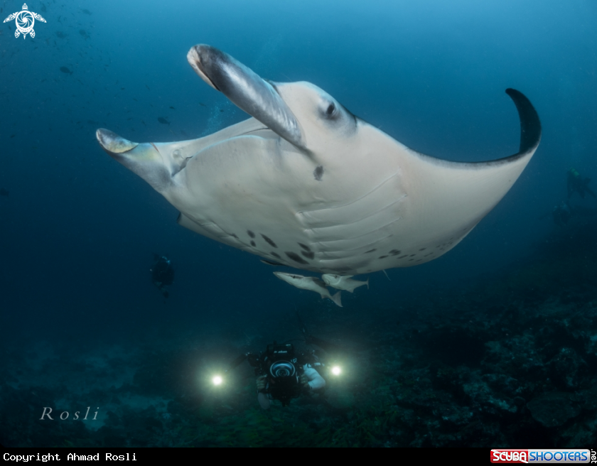 A Manta ray