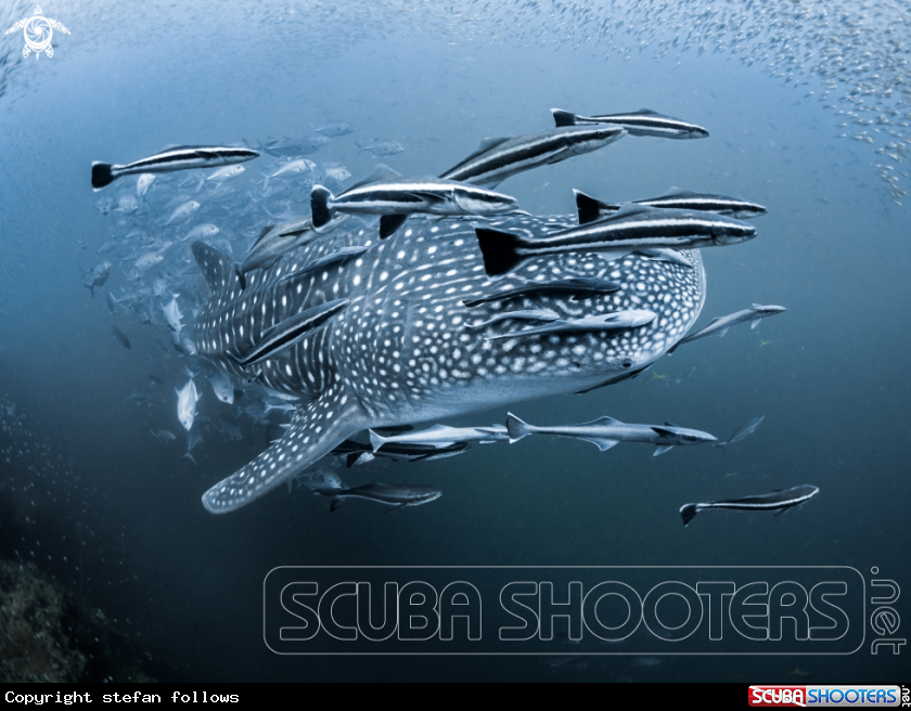 A Whale Shark