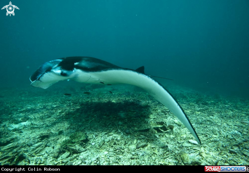A manta ray