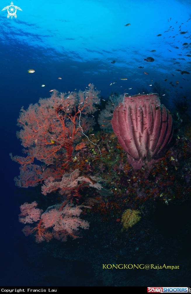 A Spongy Coral