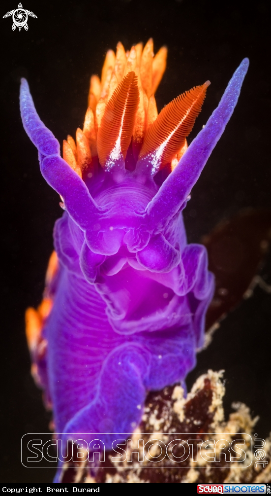 A Spanish Shawl