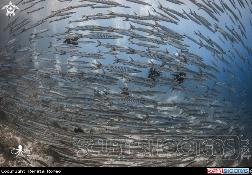 A Barracuda