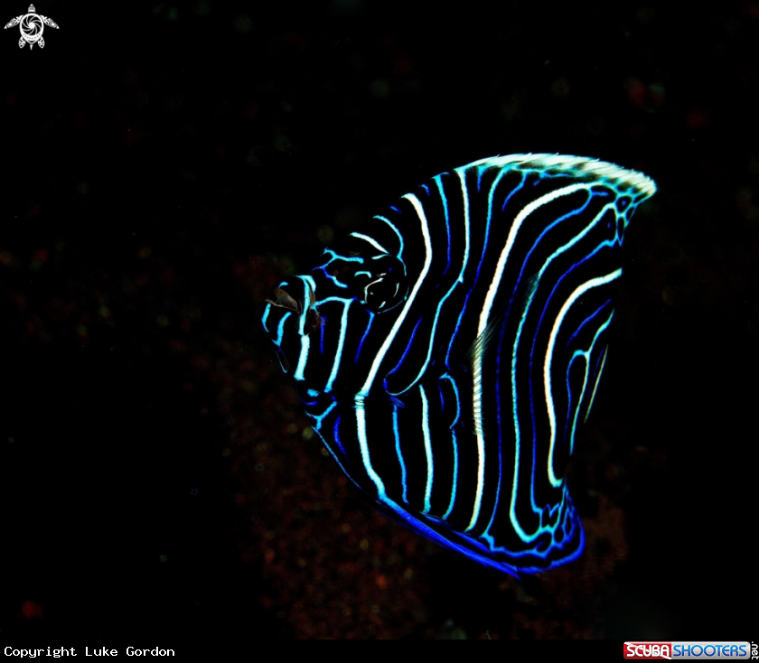 A Juvenile Emperor Angelfish