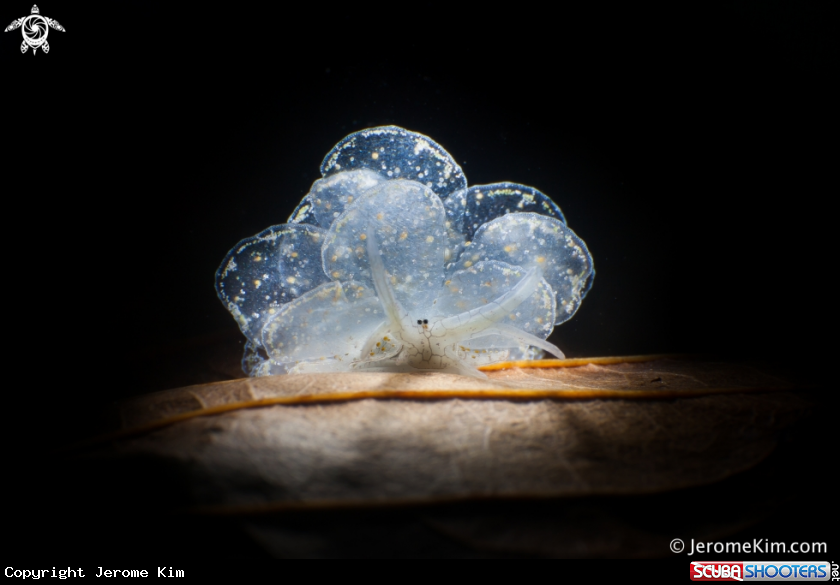 A Butterfly slug
