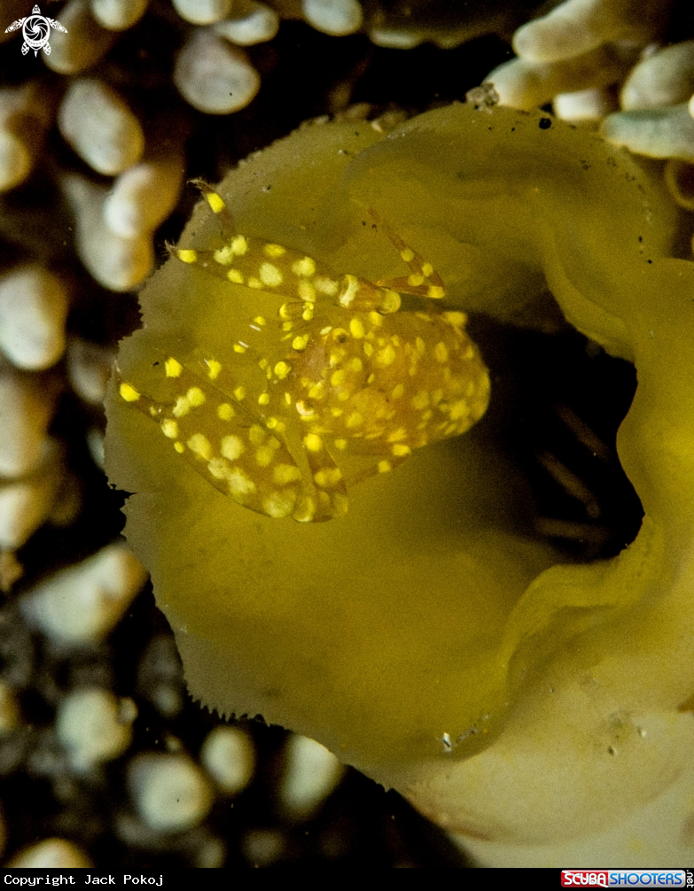 A Ascidonia flavomaculata
