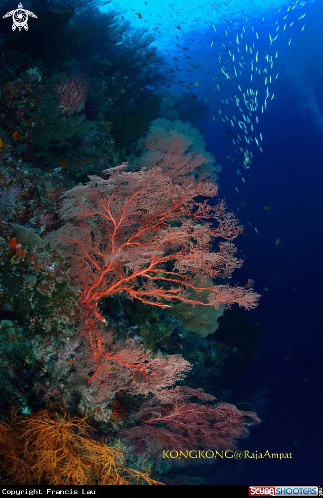 A Seafan