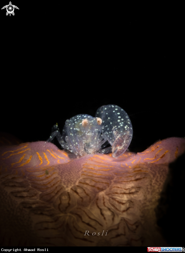 A Snapping Shrimp