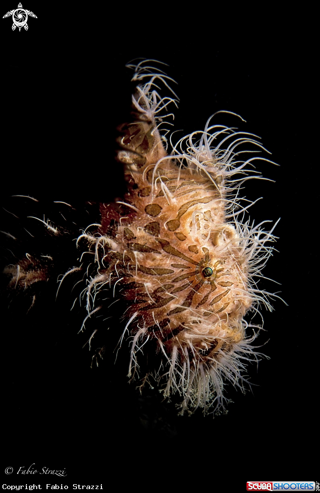 A Hairy frogfish